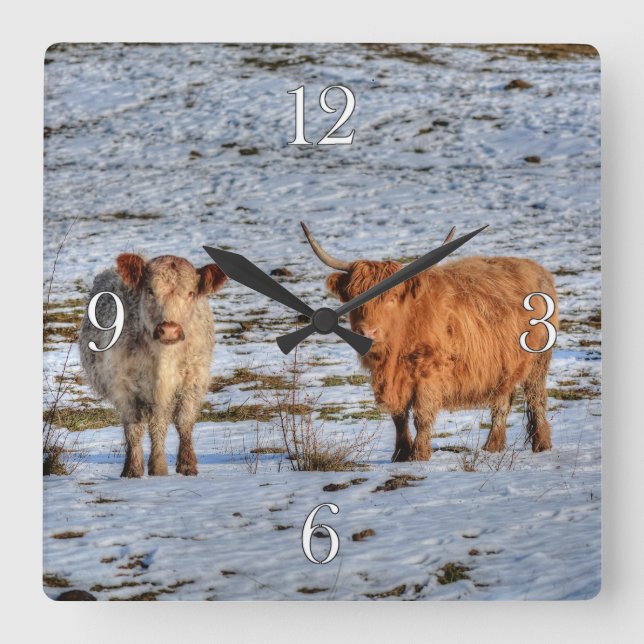 Two Highland Cattle in Winter Snow on a Wall Clock (Front)