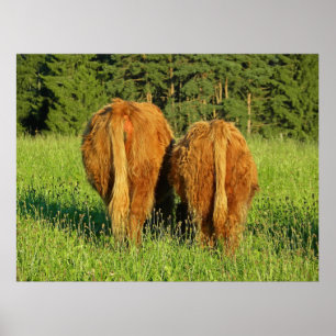 Two Highland Cattle Rears in Upper Austria Poster