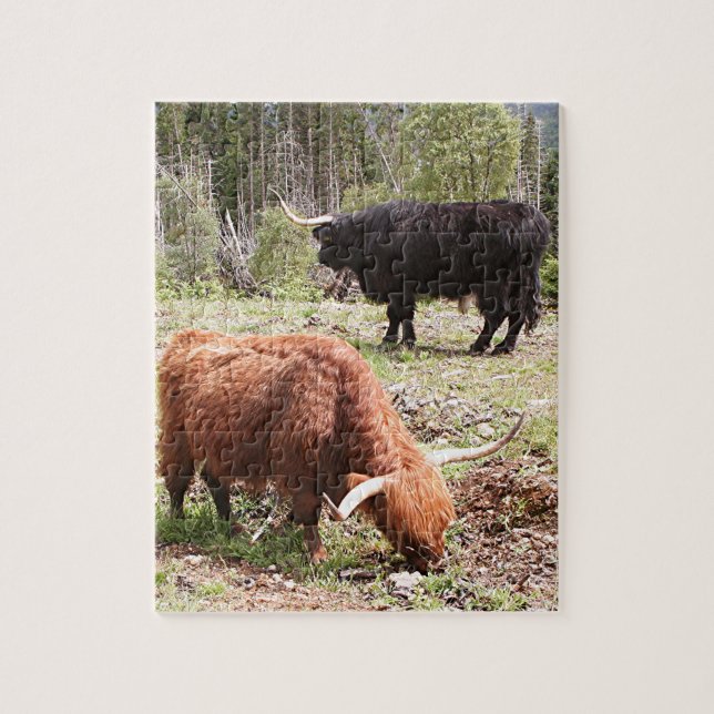 Two highland cattle, Scotland Jigsaw Puzzle (Vertical)