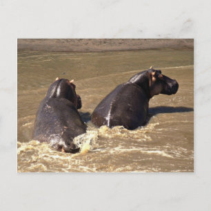 Two hippos postcard