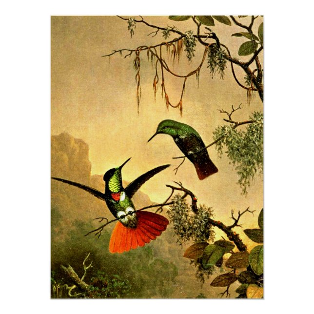 Two Hooded Visorbearer Hummingbirds, Poster (Front)