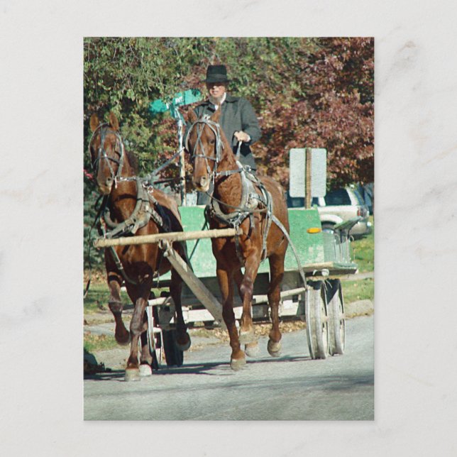 Two horse team postcard (Front)