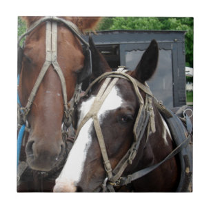 Two Horse Team With One Pinto Tile