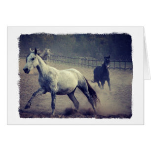 Two Horses All Occasions Greeting Card