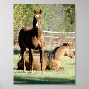 Two Horses at Pasture Poster