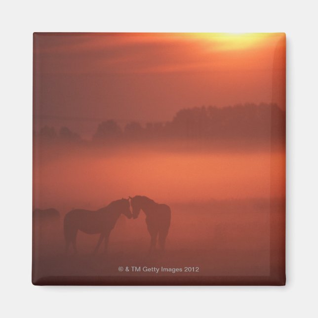 Two horses at sunset magnet (Front)