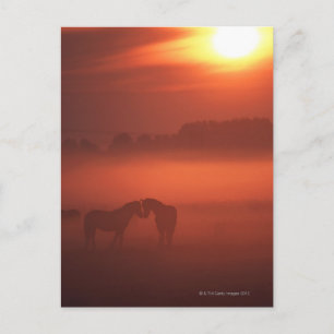 Two horses at sunset postcard