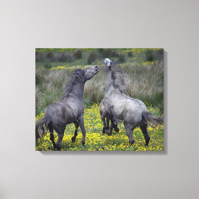 Two Horses Buck and Play Canvas Print (Front)
