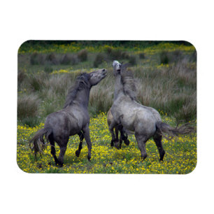 Two Horses Buck and Play Magnet