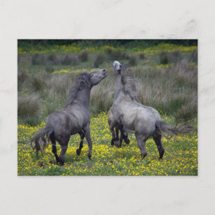 Two Horses Buck and Play Postcard