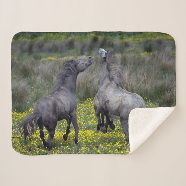 Two Horses Buck and Play Sherpa Blanket (Front (Horizontal))