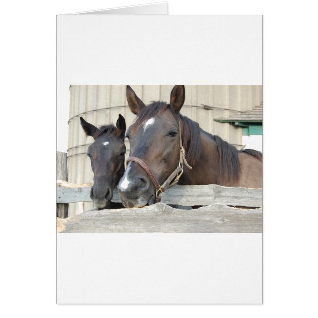 Two Horses Chewin a Fence (Front)