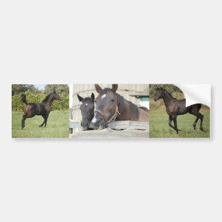 Two Horses Chewin a Fence Bumper Sticker