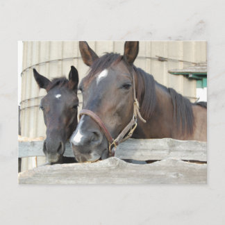 Two Horses Chewin a Fence Postcard