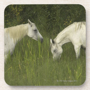 Two horses eating grass coaster