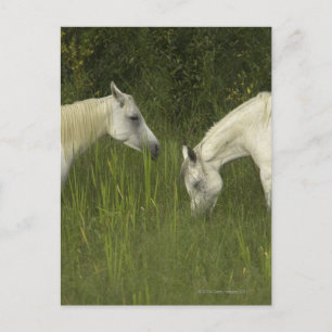 Two horses eating grass postcard