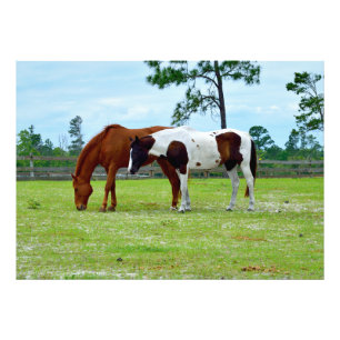 Two horses grazing  photo print