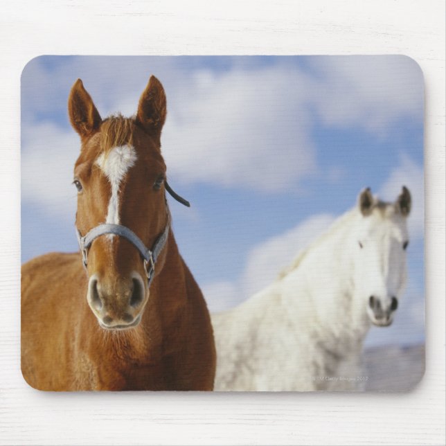 Two Horses Mouse Mat (Front)