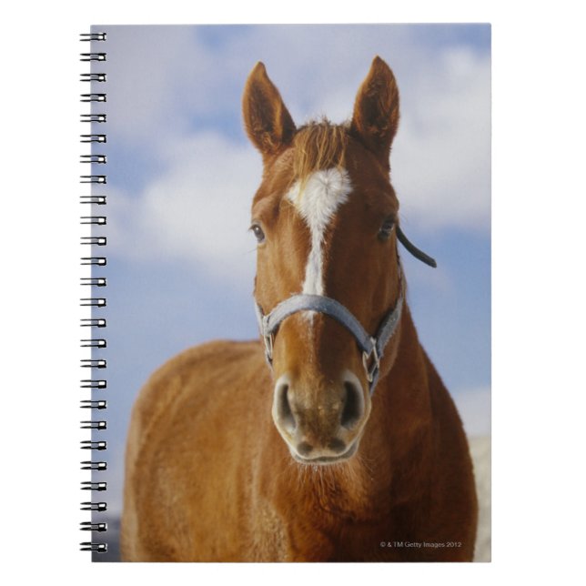 Two Horses Notebook (Front)