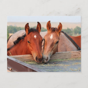 Two Horses on a Farm Postcard