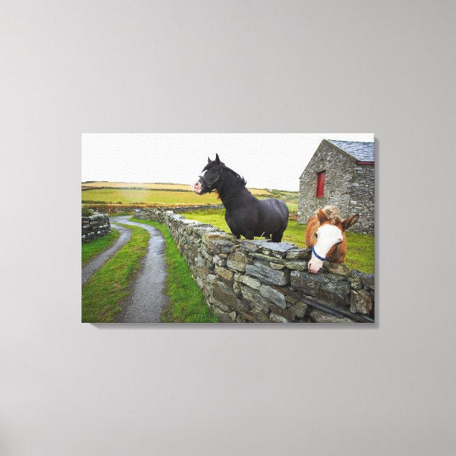 Two horses on farm in rural England Canvas Print (Front)