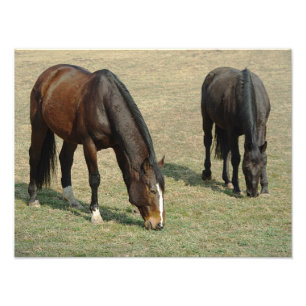 Two Horses - Photo Print