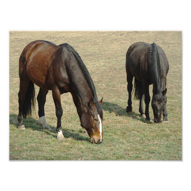 Two Horses - Photo Print (Front)