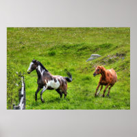 Two Horses Playfighting Horse Ranch Equine Photo