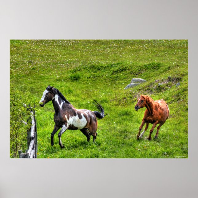 Two Horses Playfighting Horse Ranch Equine Photo Poster (Front)