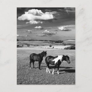 Two Horses Postcard