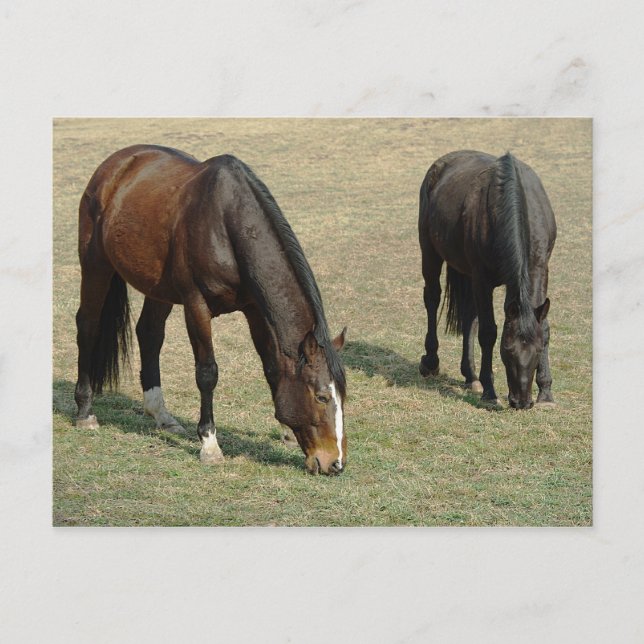 Two Horses - Postcard (Front)
