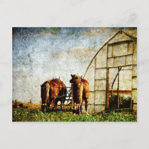 Two Horses Ready For Work Postcard