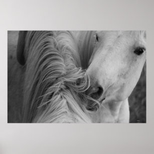 Two Horses Social Grooming B&W Equine  Photography Poster