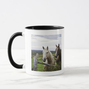 Two horses stand near fence in farm field of off mug