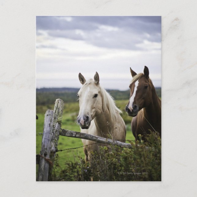 Two horses stand near fence in farm field of off postcard (Front)