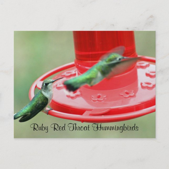 TWO HUMMERS, Ruby Red Throat Hummingbirds Postcard (Front)