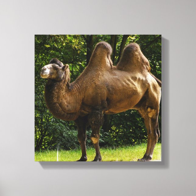 Two Humped Camel Canvas print (Front)