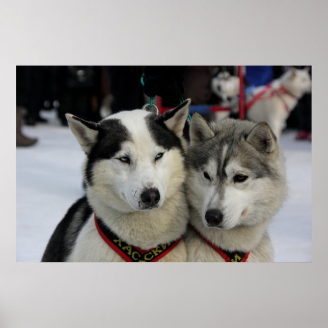 Two Husky Photography Sled Dog  Poster (Front)