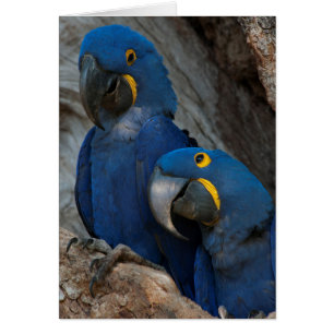 Two Hyacinth Macaws, Brazil