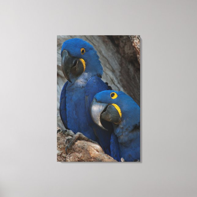 Two Hyacinth Macaws, Brazil Canvas Print (Front)
