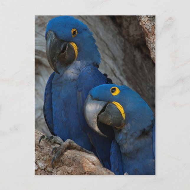 Two Hyacinth Macaws, Brazil Postcard (Front)