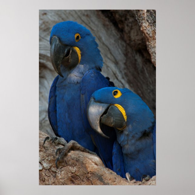 Two Hyacinth Macaws, Brazil Poster (Front)