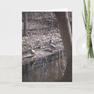 "Two Hyland Lake Mallards" Thank You Card
