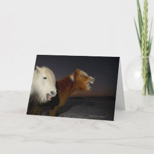 Two Icelandic horses Card