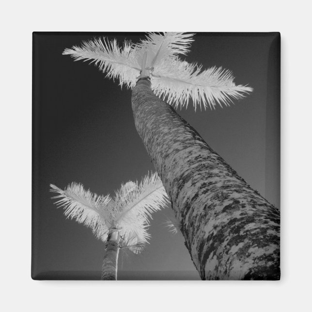 Two infrared palm trees. magnet (Front)