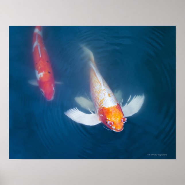 Two Japanese koi fish in pond Poster (Front)