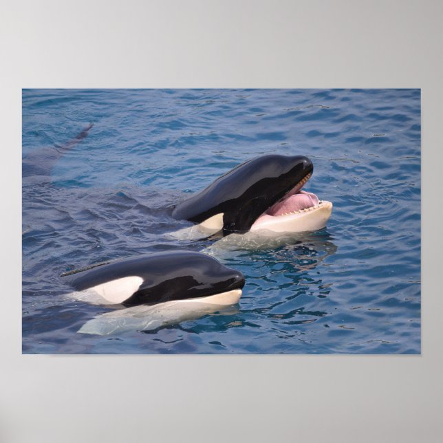 Two killer whales poster (Front)