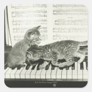 Two kitten playing on piano keyboard, (B&W) Square Sticker