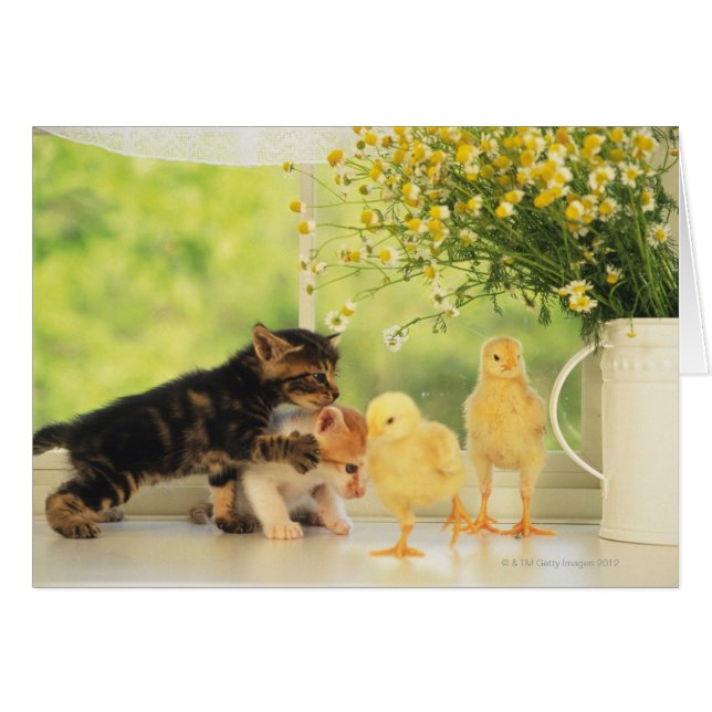 Two Kittens and Two Chicks Playing, Front View, (Front Horizontal)
