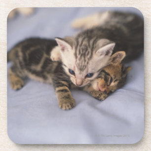 Two kittens coaster